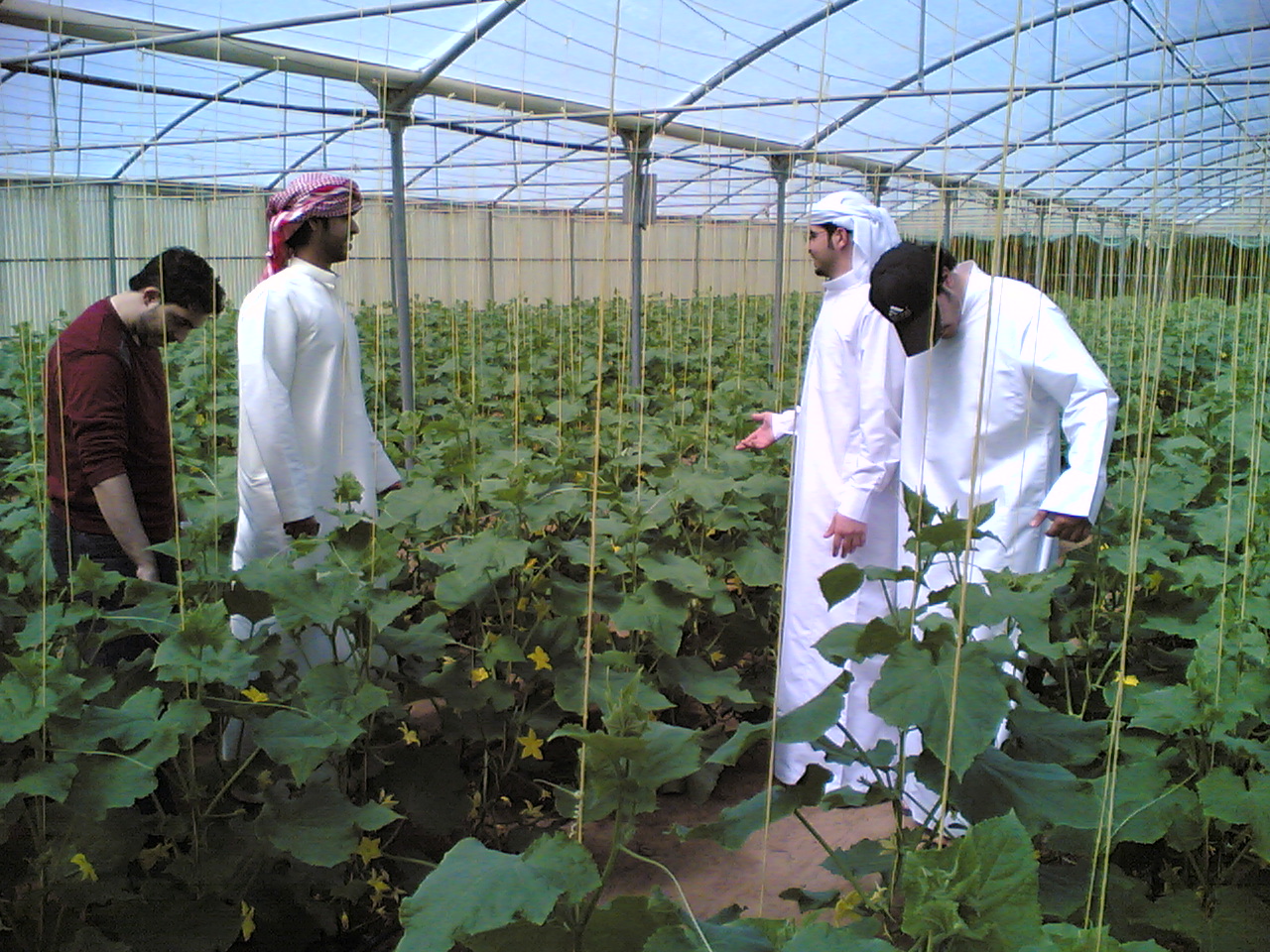 الاستثمار الزراعي الاماراتي